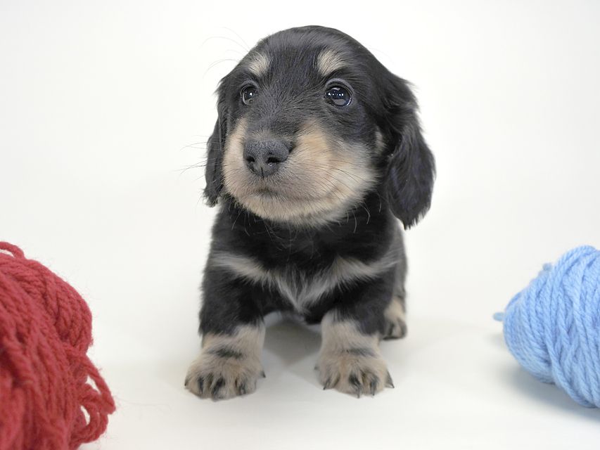 ダックスフンド かえで & オスカルの子犬 ブラッククリーム 男の子 お写真初登場