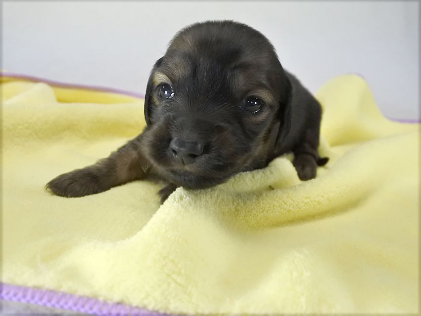 カニンヘンダックス いちご & ジムの子犬 レッド 男の子 お写真初登場_DSC8511 カニンヘンダックス いちご & ジムの子犬 レッド 男の子 お写真初登場