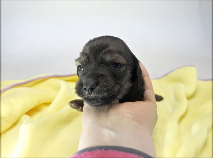 カニンヘンダックス いちご & ジムの子犬 レッド 男の子 お写真初登場_DSC8513 カニンヘンダックス いちご & ジムの子犬 レッド 男の子 お写真初登場