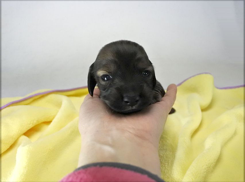 カニンヘンダックス いちご & ジムの子犬 レッド 男の子 お写真初登場_DSC8514 カニンヘンダックス いちご & ジムの子犬 レッド 男の子 お写真初登場