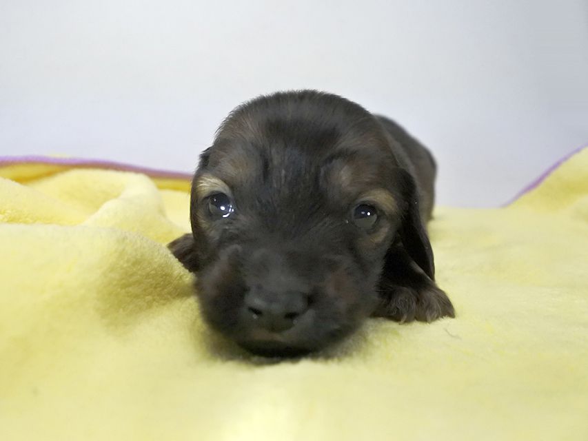 カニンヘンダックス いちご & ジムの子犬 レッド 男の子 お写真初登場_DSC8523 カニンヘンダックス いちご & ジムの子犬 レッド 男の子 お写真初登場