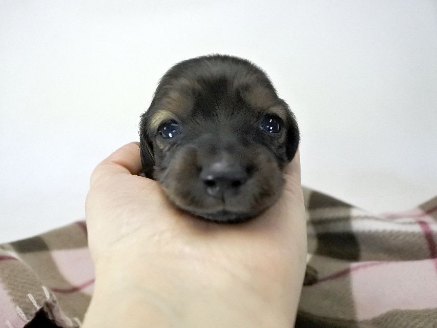 カニンヘンダックス いちご & ジムの子犬 レッド 女の子（1） お写真初登場