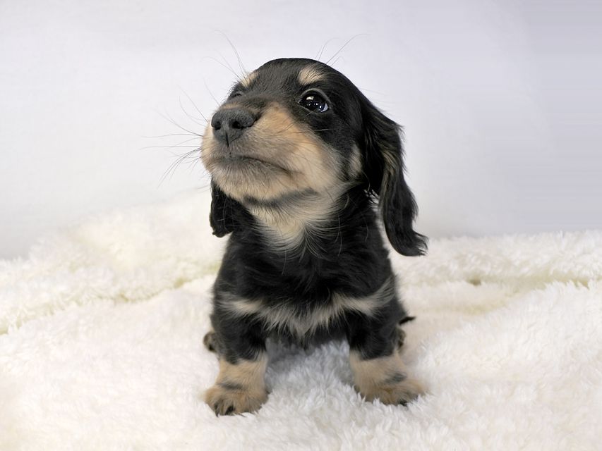 カニンヘンダックス かえで & オスカルの子犬 ブラッククリーム 男の子_DSC8652 カニンヘンダックス かえで & オスカルの子犬 ブラッククリーム 男の子