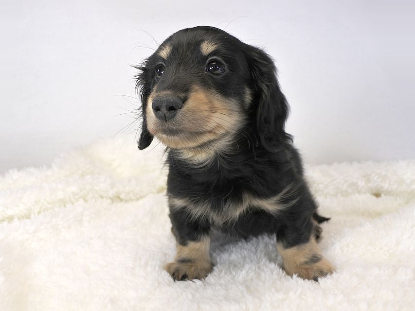 カニンヘンダックス かえで & オスカルの子犬 ブラッククリーム 男の子_DSC8656 カニンヘンダックス かえで & オスカルの子犬 ブラッククリーム 男の子