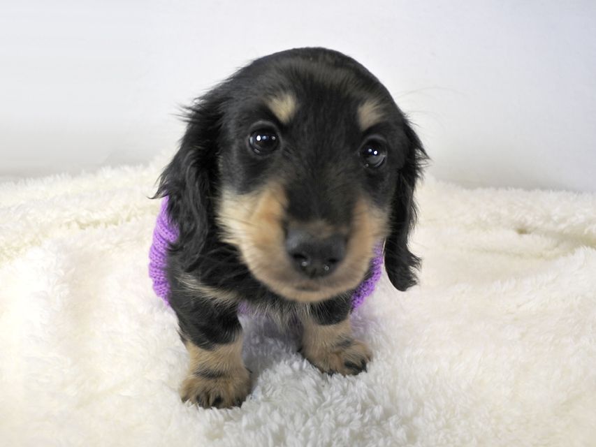 カニンヘンダックス かえで & オスカルの子犬 ブラッククリーム 男の子_DSC8684 カニンヘンダックス かえで & オスカルの子犬 ブラッククリーム 男の子