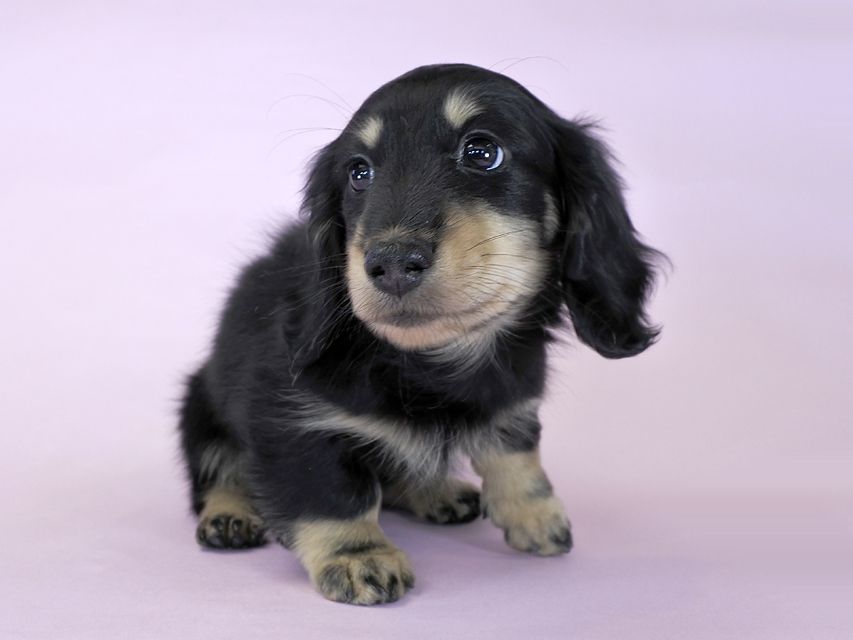 カニンヘンダックス かえで & オスカルの子犬 ブラッククリーム 男の子