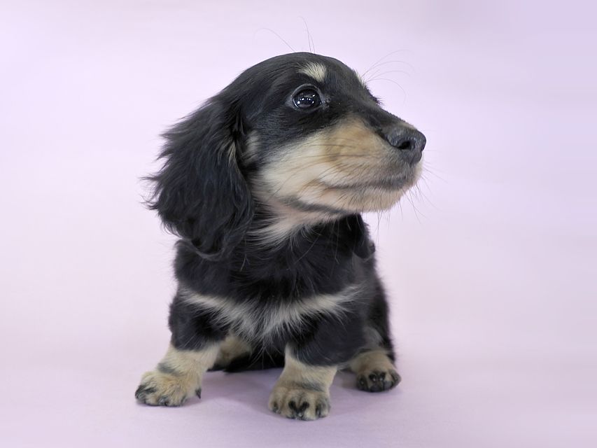 カニンヘンダックス かえで & オスカルの子犬 ブラッククリーム 男の子