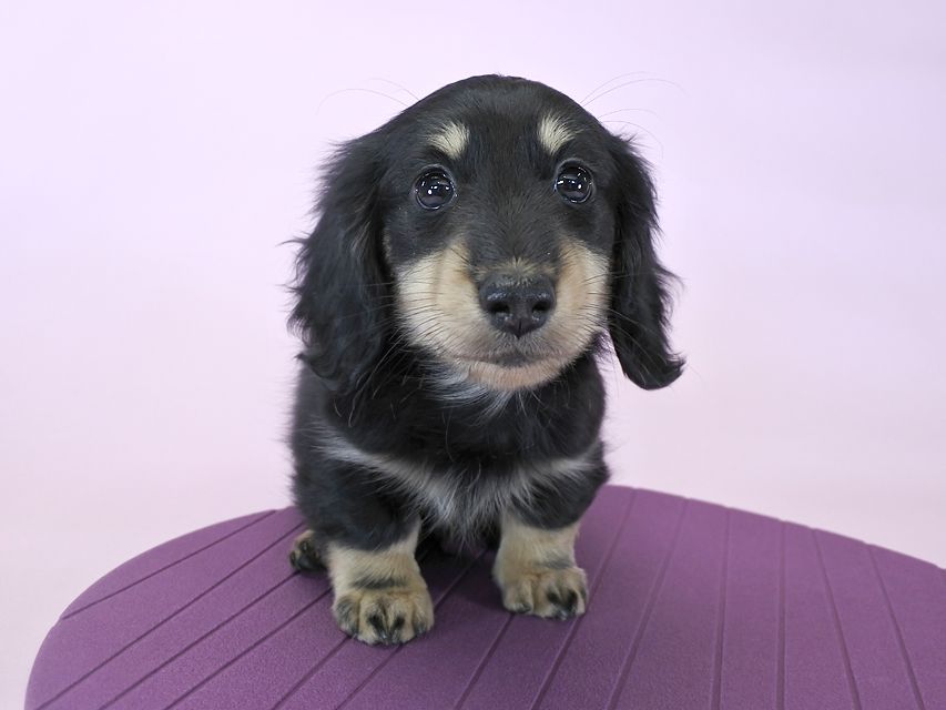 カニンヘンダックス かえで & オスカルの子犬 ブラッククリーム 男の子