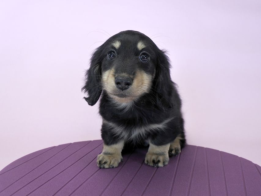 カニンヘンダックス かえで & オスカルの子犬 ブラッククリーム 男の子