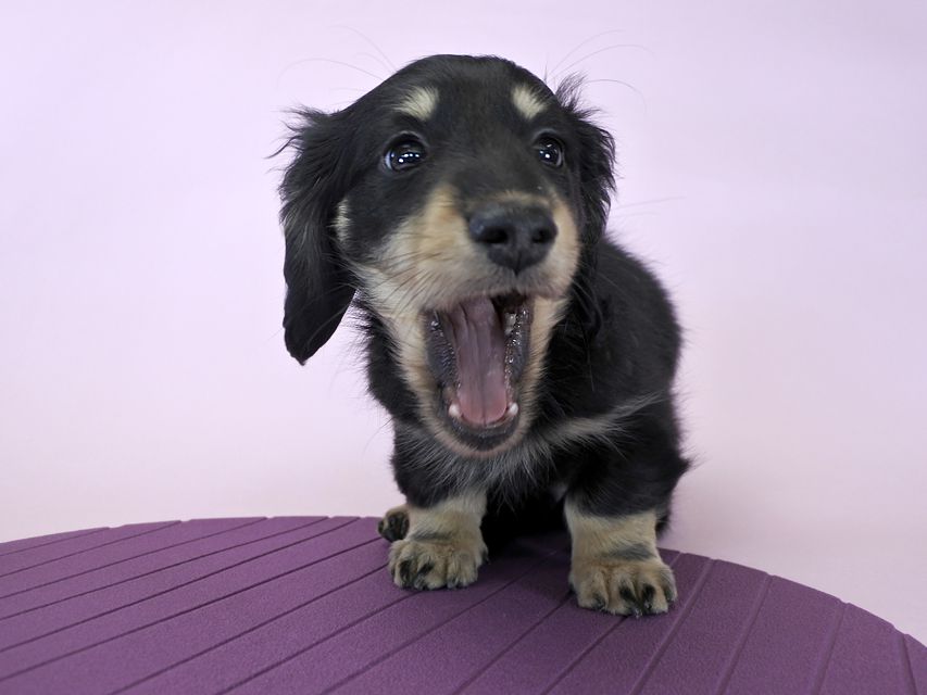 カニンヘンダックス かえで & オスカルの子犬 ブラッククリーム 男の子
