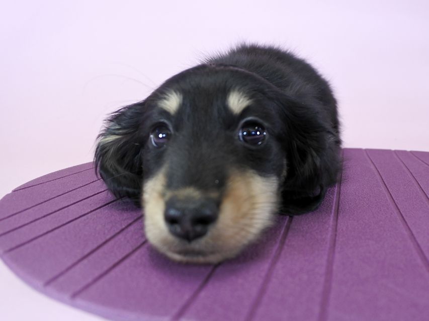 カニンヘンダックス かえで & オスカルの子犬 ブラッククリーム 男の子