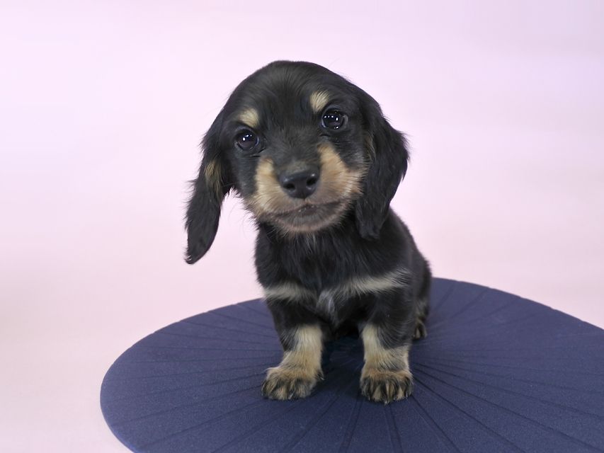 カニンヘンダックス ひな.2 & ジムの子犬 ブラックタン 男の子_DSC9256 カニンヘンダックス ひな.2 & ジムの子犬 ブラックタン 男の子