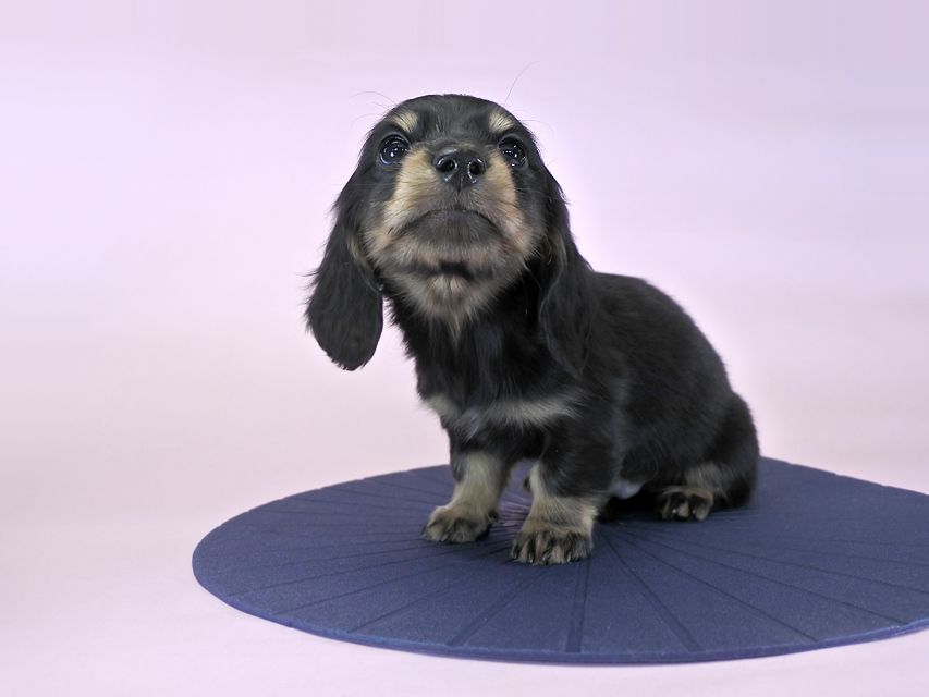 カニンヘンダックス ひな.2 & ジムの子犬 ブラックタン 男の子_DSC9297 カニンヘンダックス ひな.2 & ジムの子犬 ブラックタン 男の子