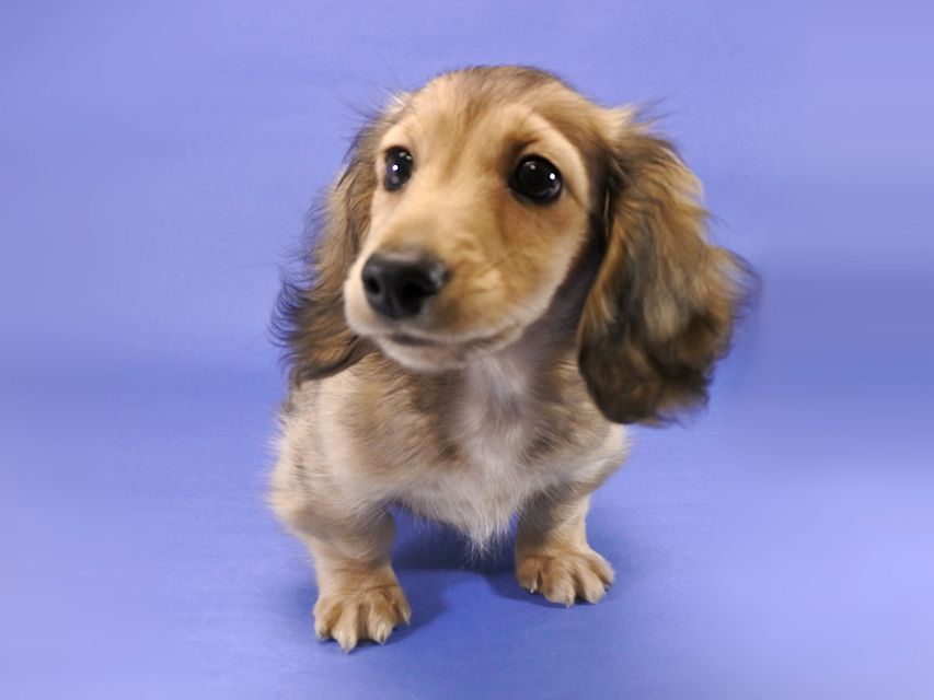 カニンヘンダックス 小夏.ib & ジムの子犬 シェーデットクリーム 男の子_DSC9344 カニンヘンダックス 小夏.ib & ジムの子犬 シェーデットクリーム 男の子