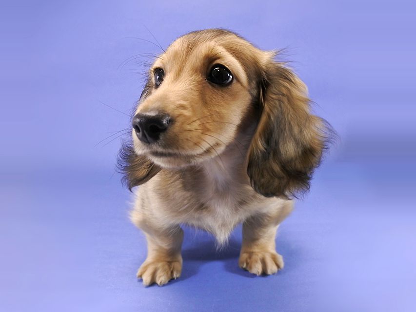 カニンヘンダックス 小夏.ib & ジムの子犬 シェーデットクリーム 男の子_DSC9347 カニンヘンダックス 小夏.ib & ジムの子犬 シェーデットクリーム 男の子