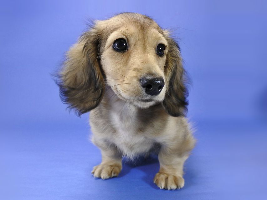 カニンヘンダックス 小夏.ib & ジムの子犬 シェーデットクリーム 男の子_DSC9354 カニンヘンダックス 小夏.ib & ジムの子犬 シェーデットクリーム 男の子