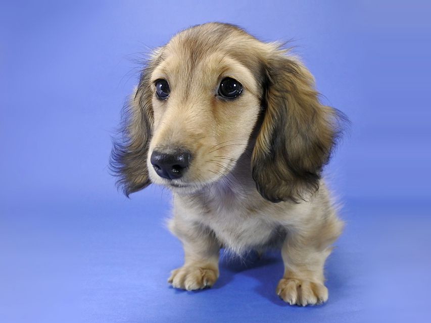 カニンヘンダックス 小夏.ib & ジムの子犬 シェーデットクリーム 男の子_DSC9361 カニンヘンダックス 小夏.ib & ジムの子犬 シェーデットクリーム 男の子