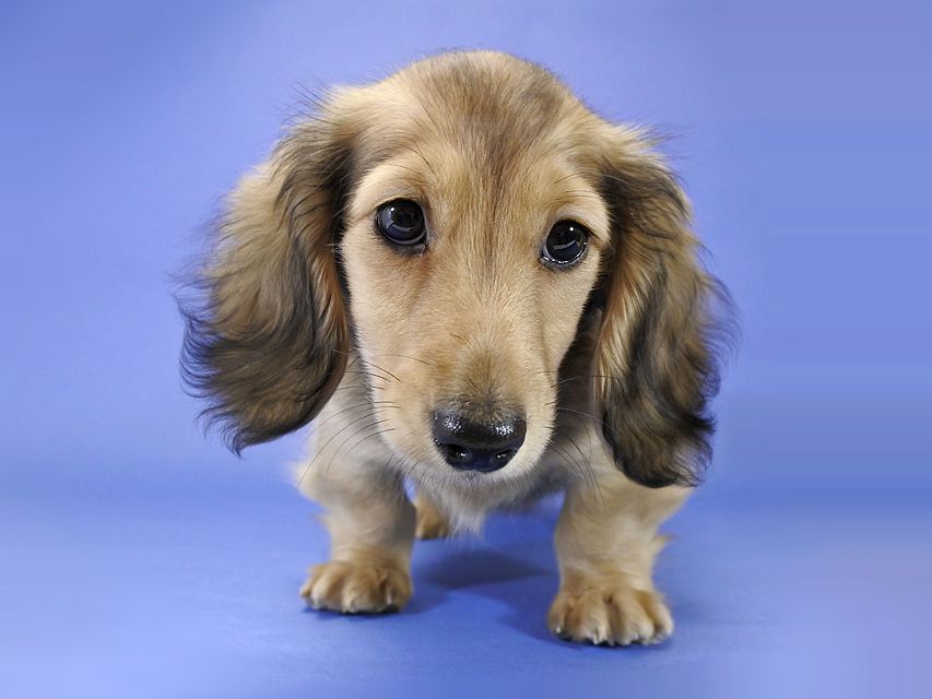 カニンヘンダックス 小夏.ib & ジムの子犬 シェーデットクリーム 男の子_DSC9375 カニンヘンダックス 小夏.ib & ジムの子犬 シェーデットクリーム 男の子