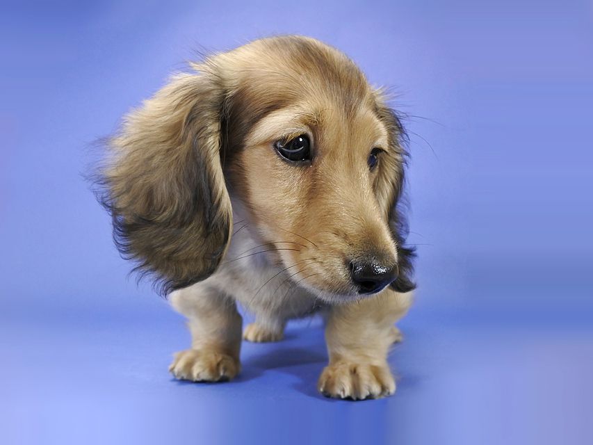 カニンヘンダックス 小夏.ib & ジムの子犬 シェーデットクリーム 男の子_DSC9376 カニンヘンダックス 小夏.ib & ジムの子犬 シェーデットクリーム 男の子