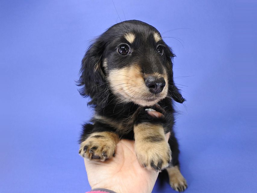 カニンヘンダックス かえで & オスカルの子犬 ブラッククリーム 男の子