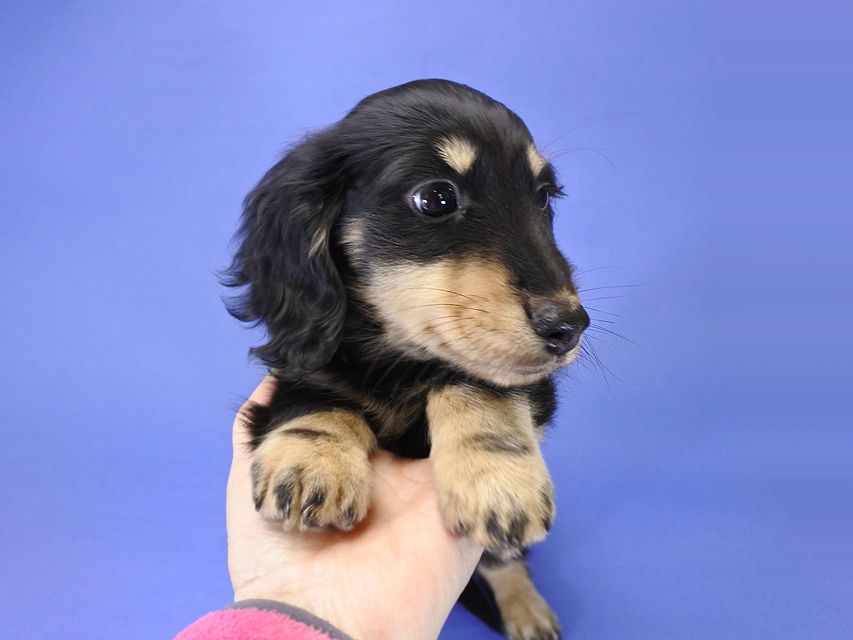 カニンヘンダックス かえで & オスカルの子犬 ブラッククリーム 男の子