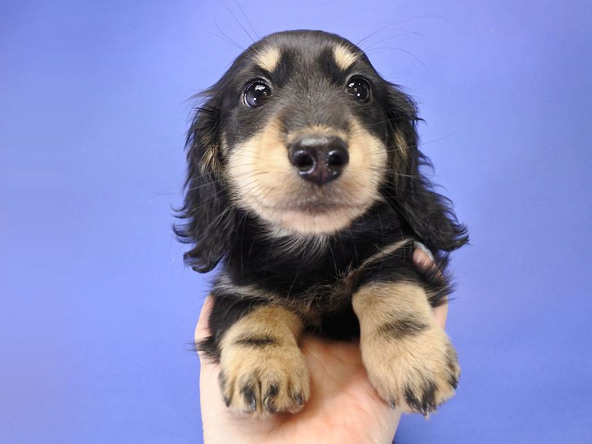 カニンヘンダックス かえで & オスカルの子犬 ブラッククリーム 男の子