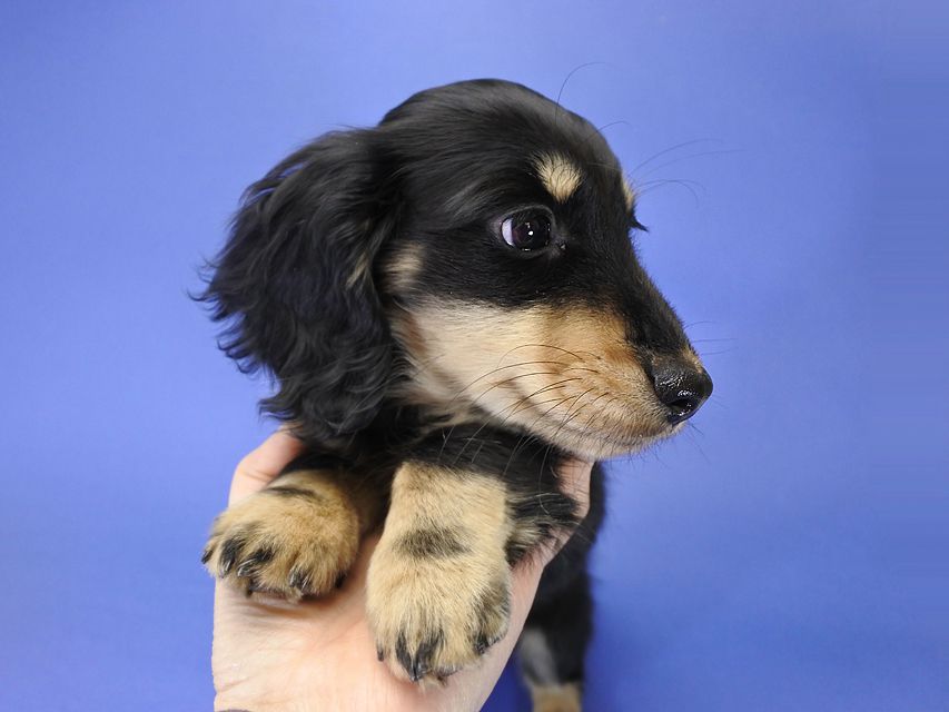 カニンヘンダックス かえで & オスカルの子犬 ブラッククリーム 男の子