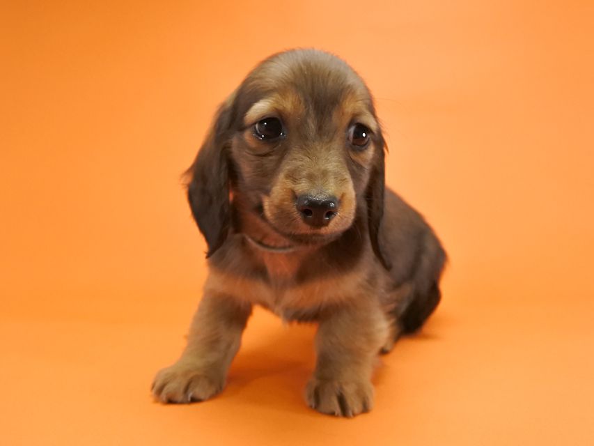 カニンヘンダックス いちご & ジムの子犬 レッド 男の子_DSC9637 カニンヘンダックス いちご & ジムの子犬 レッド 男の子