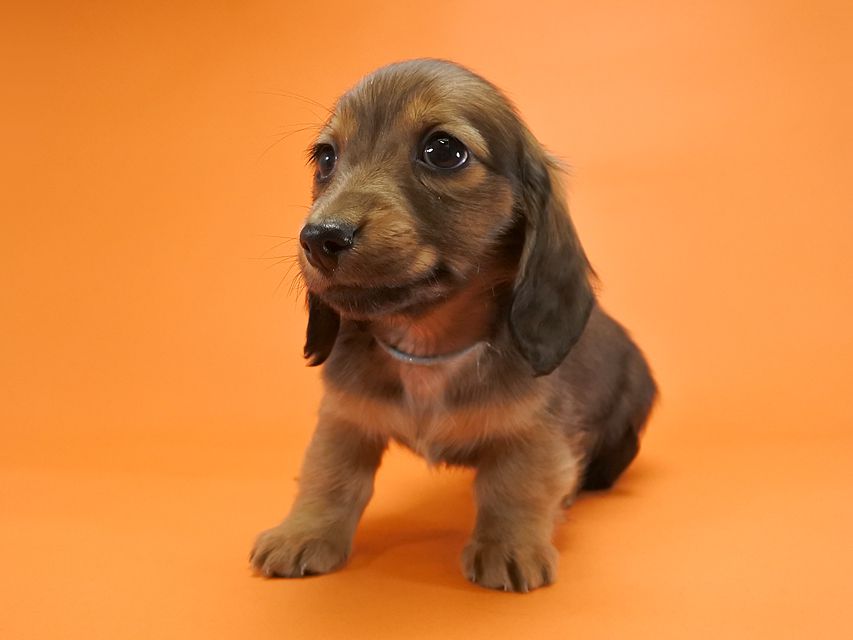 カニンヘンダックス いちご & ジムの子犬 レッド 男の子_DSC9638 カニンヘンダックス いちご & ジムの子犬 レッド 男の子