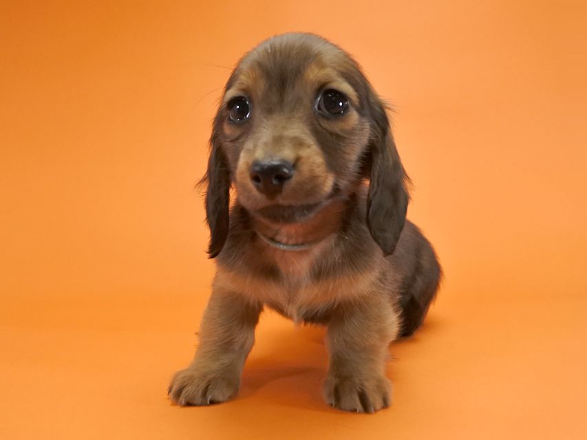 カニンヘンダックス いちご & ジムの子犬 レッド 男の子_DSC9643 カニンヘンダックス いちご & ジムの子犬 レッド 男の子