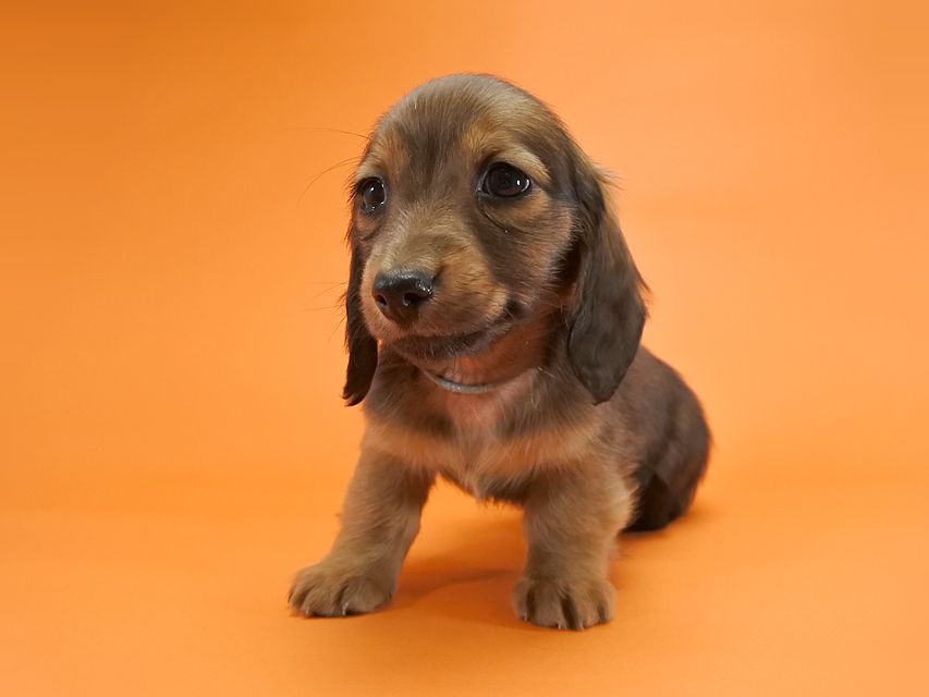 カニンヘンダックス いちご & ジムの子犬 レッド 男の子_DSC9645 カニンヘンダックス いちご & ジムの子犬 レッド 男の子