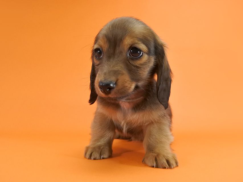 カニンヘンダックス いちご & ジムの子犬 レッド 男の子_DSC9655 カニンヘンダックス いちご & ジムの子犬 レッド 男の子