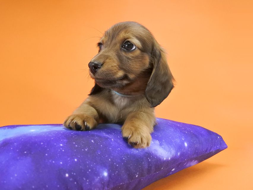 カニンヘンダックス いちご & ジムの子犬 レッド 男の子_DSC9662 カニンヘンダックス いちご & ジムの子犬 レッド 男の子