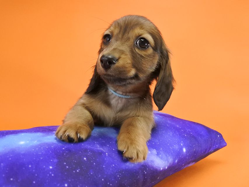 カニンヘンダックス いちご & ジムの子犬 レッド 男の子_DSC9663 カニンヘンダックス いちご & ジムの子犬 レッド 男の子