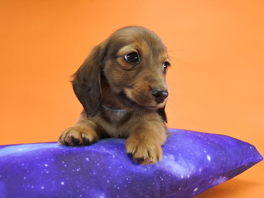 カニンヘンダックス いちご & ジムの子犬 レッド 男の子_DSC9667 カニンヘンダックス いちご & ジムの子犬 レッド 男の子