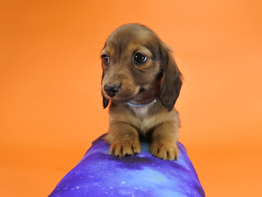 カニンヘンダックス いちご & ジムの子犬 レッド 男の子_DSC9677 カニンヘンダックス いちご & ジムの子犬 レッド 男の子