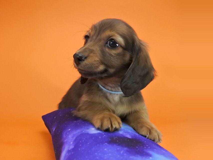 カニンヘンダックス いちご & ジムの子犬 レッド 男の子_DSC9681 カニンヘンダックス いちご & ジムの子犬 レッド 男の子