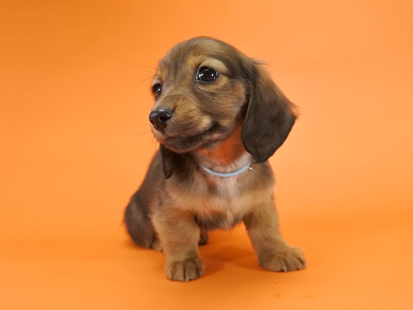 カニンヘンダックス いちご & ジムの子犬 レッド 男の子_DSC9689 カニンヘンダックス いちご & ジムの子犬 レッド 男の子