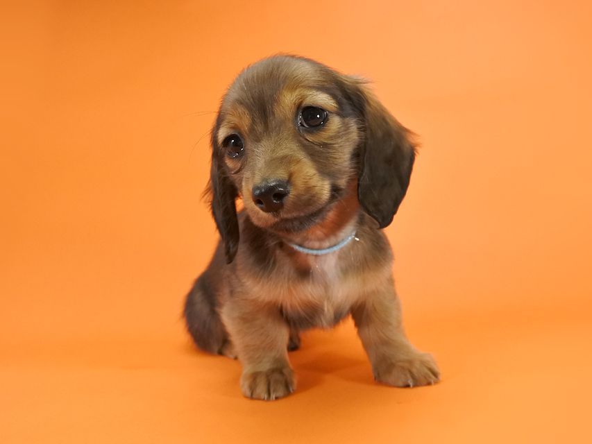 カニンヘンダックス いちご & ジムの子犬 レッド 男の子_DSC9692 カニンヘンダックス いちご & ジムの子犬 レッド 男の子