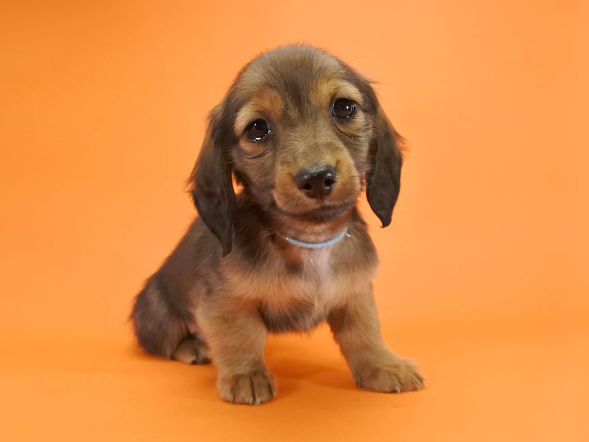 カニンヘンダックス いちご & ジムの子犬 レッド 男の子_DSC9694 カニンヘンダックス いちご & ジムの子犬 レッド 男の子