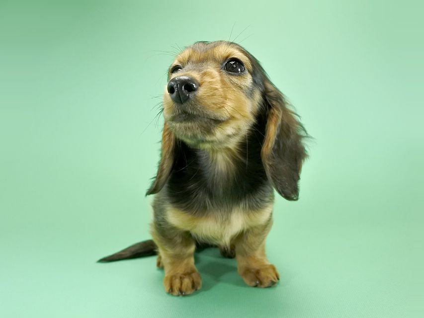 カニンヘンダックス ひな.2 & ジムの子犬 レッド 男の子