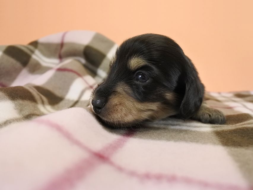 カニンヘンダックス グリム & 武蔵の子犬 ブラックイエロー 男の子 お写真初登場