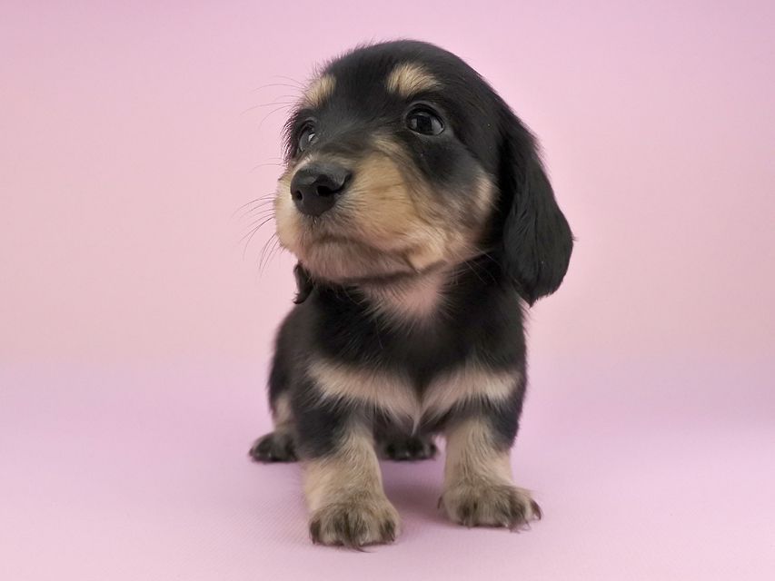 カニンヘンダックス グリム & 武蔵の子犬 ブラックイエロー 男の子