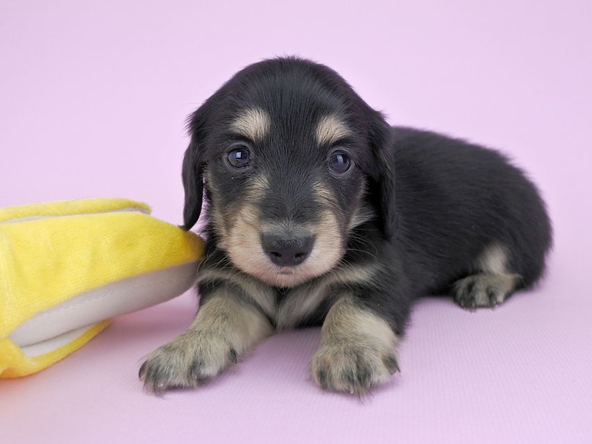 カニンヘンダックス グリム & 武蔵の子犬 ブラックイエロー 男の子