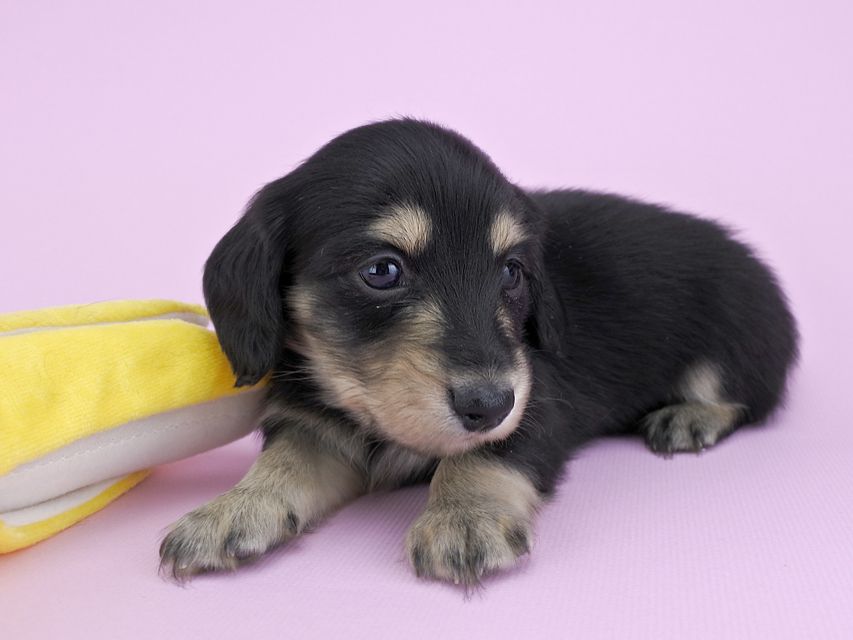 カニンヘンダックス グリム & 武蔵の子犬 ブラックイエロー 男の子