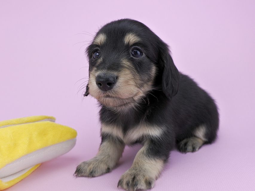 カニンヘンダックス グリム & 武蔵の子犬 ブラックイエロー 男の子