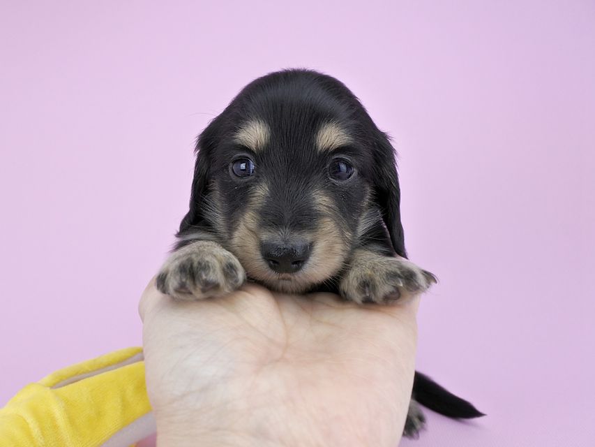 カニンヘンダックス グリム & 武蔵の子犬 ブラックイエロー 男の子