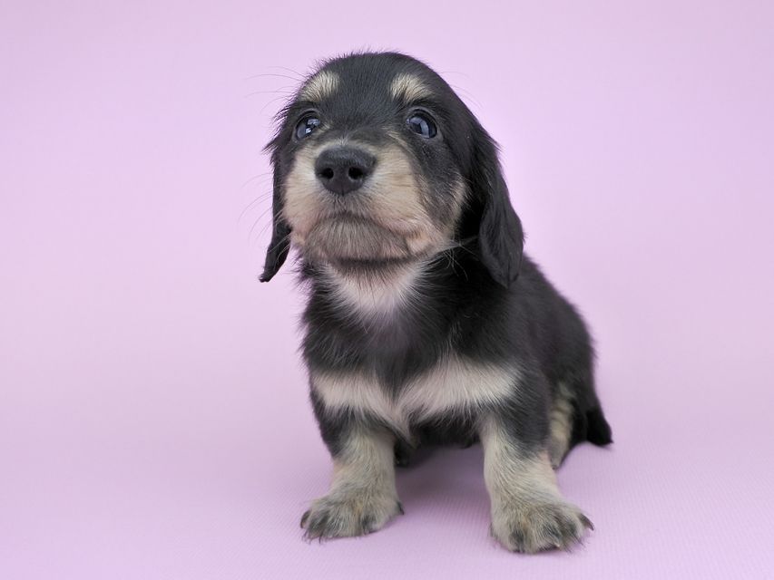 カニンヘンダックス グリム & 武蔵の子犬 ブラックイエロー 男の子