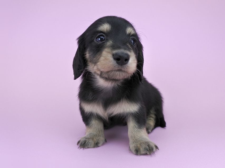 カニンヘンダックス グリム & 武蔵の子犬 ブラックイエロー 男の子