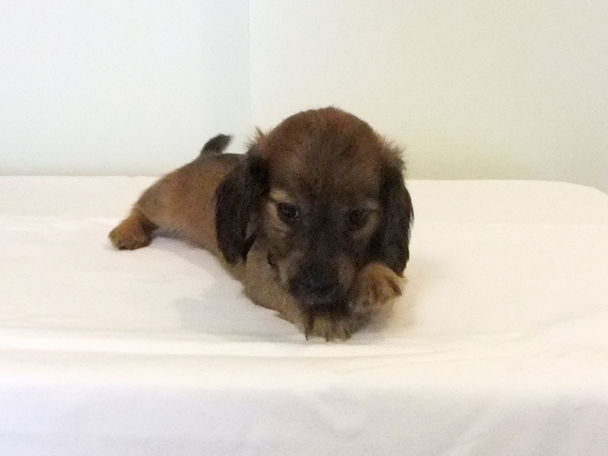 カニヘンダックス 子犬 シェーデットレッド男の子 カニヘンダックス 子犬 シェーデットレッド男の子